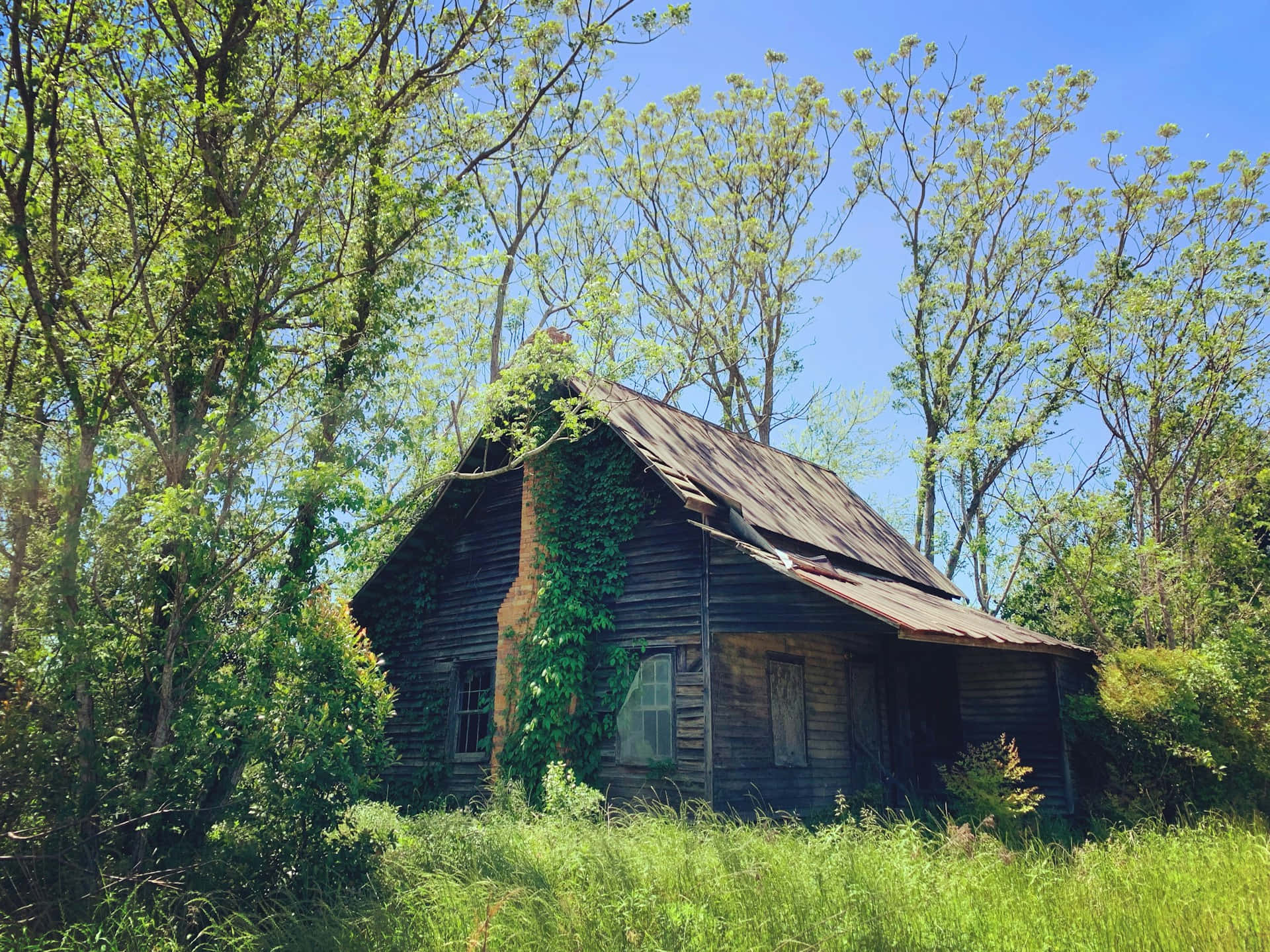 abandoned log cabin, ivy, tall grass, Full HD Desktop Wallpaper