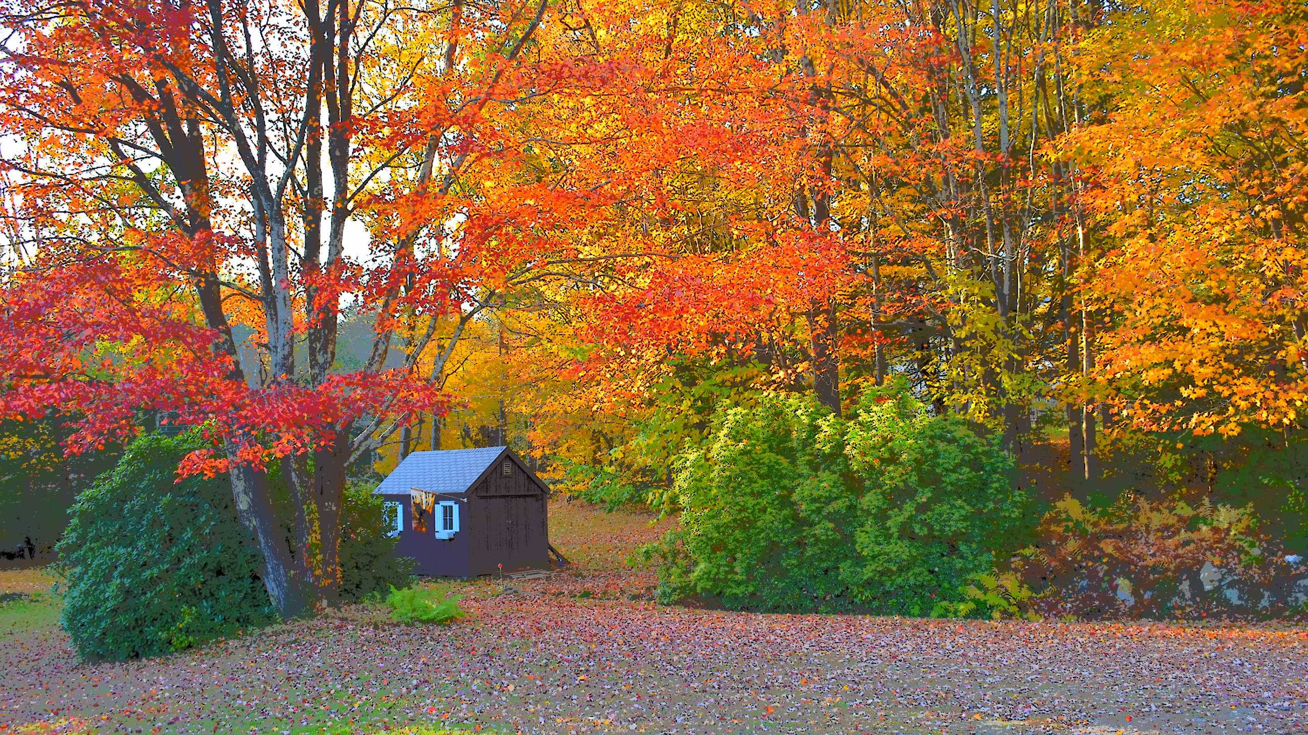 autumn, wooden shed, vibrant autumn trees, 2K Desktop Wallpaper