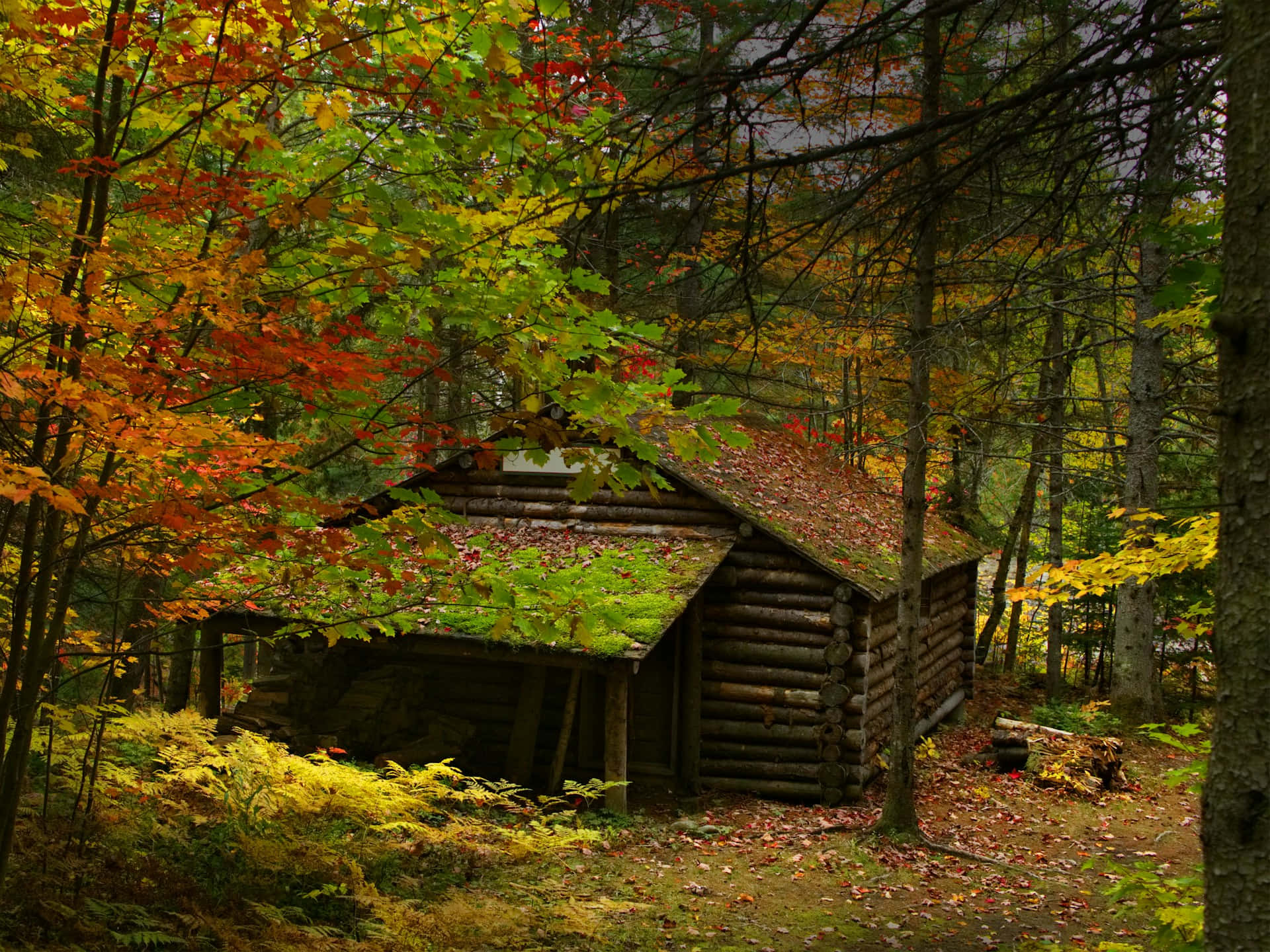 autumnal forest, log cabin, vibrant autumn foliage, Full HD Desktop Wallpaper