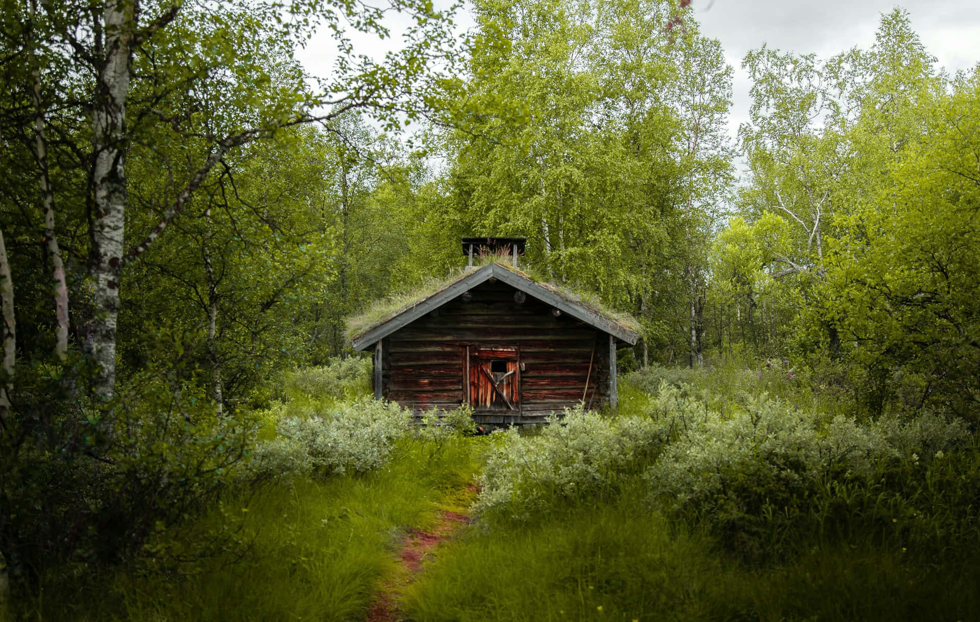 rustic cabin, mossy roof, dense green forest, Full HD Desktop Wallpaper