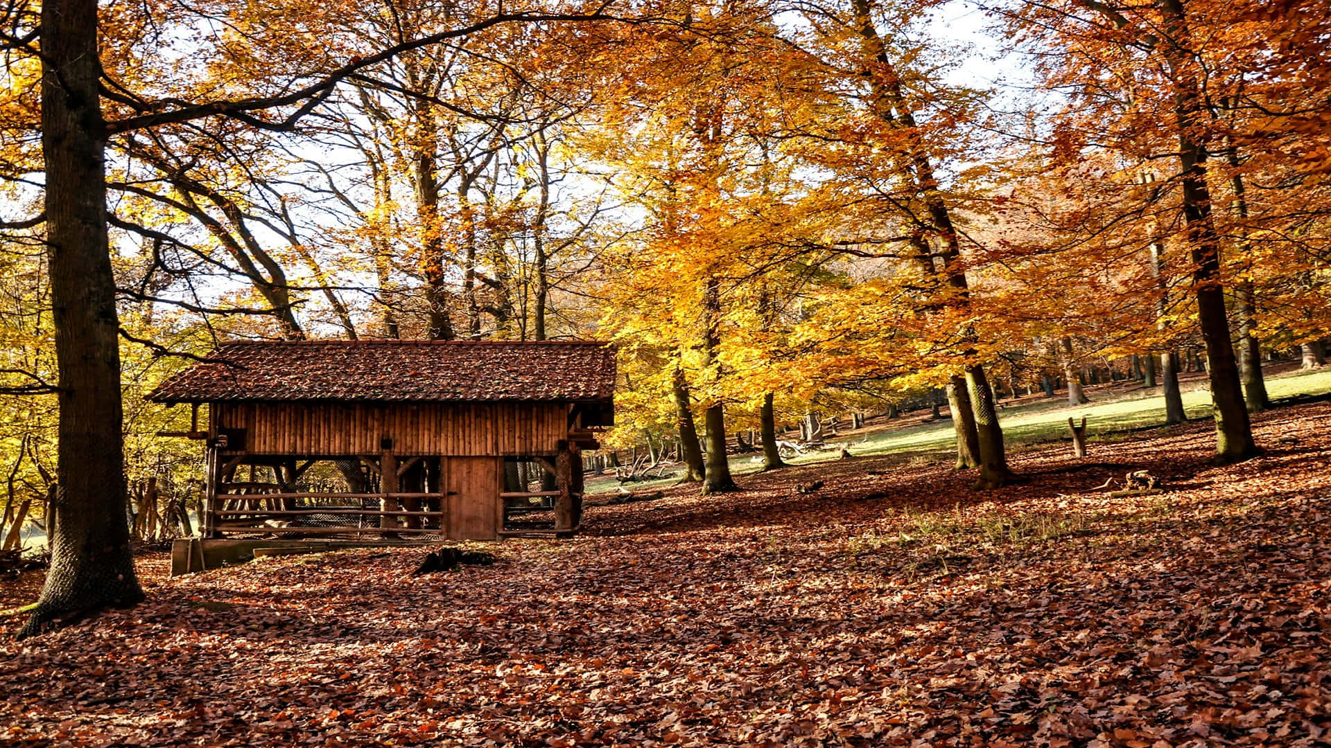 autumn woodland cabin, rustic wooden cabin, forest, Full HD Desktop Wallpaper