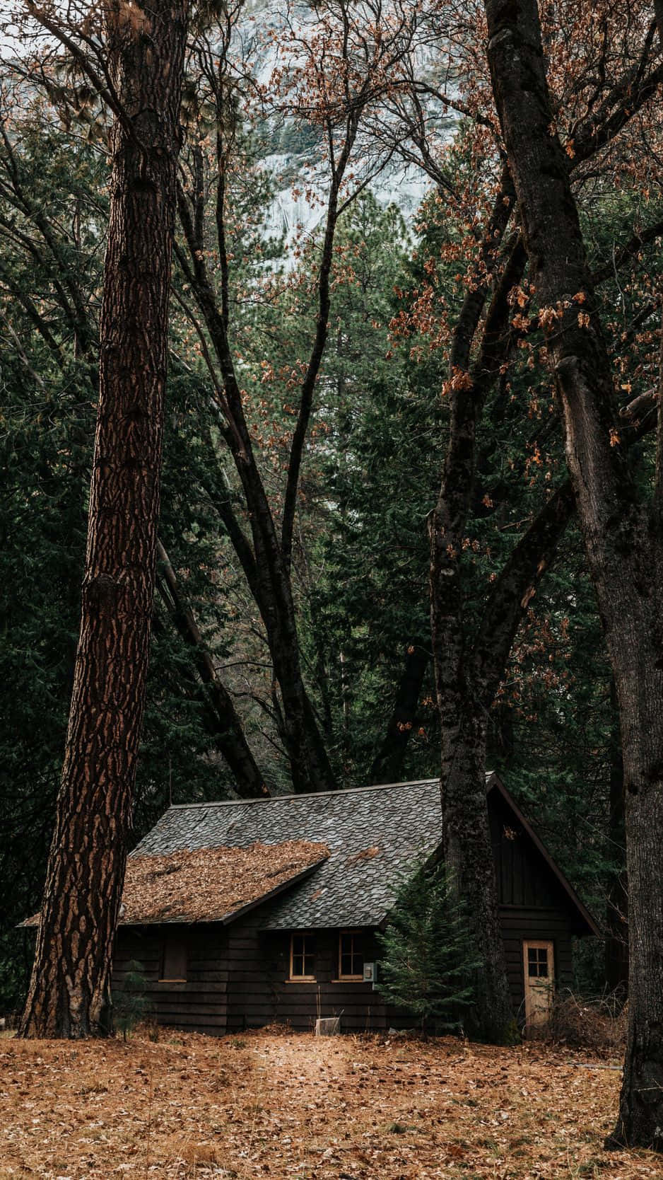 woodland cabin, pine trees, fallen leaves, HD Phone Wallpaper