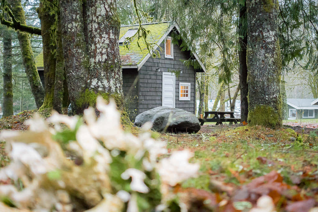 Fall Cabin, gray cabin, mossy trees, SD Desktop Wallpaper