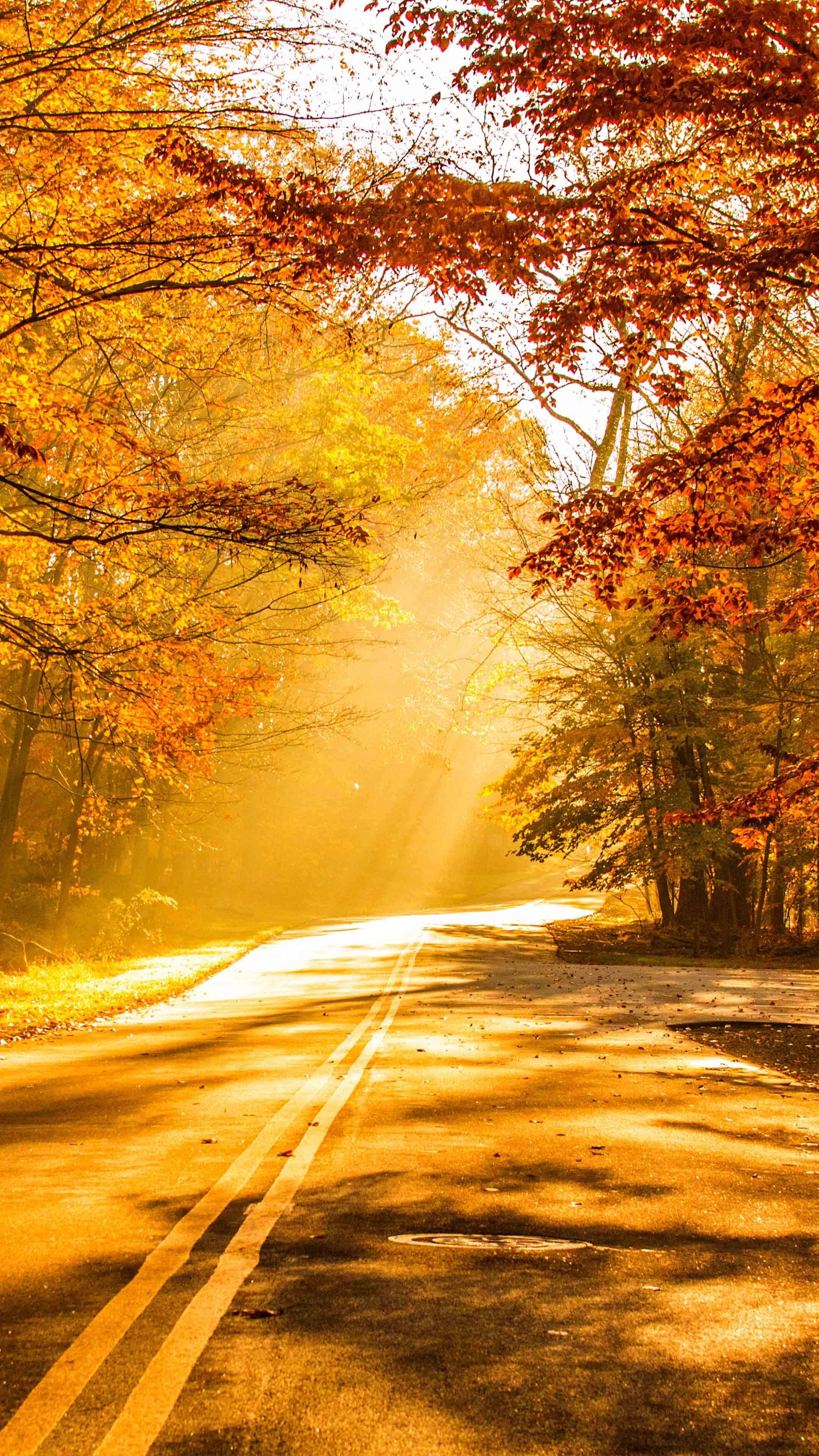 Fall City, autumn leaves, forest road, 4K Phone Wallpaper