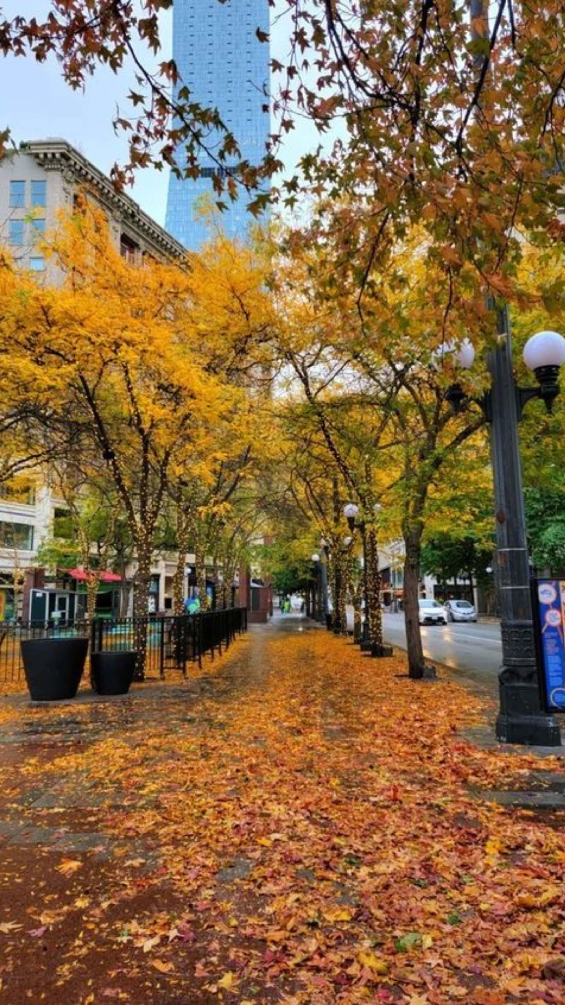 autumn trees, golden maple leaves, wet city sidewalk, 4K Phone Wallpaper