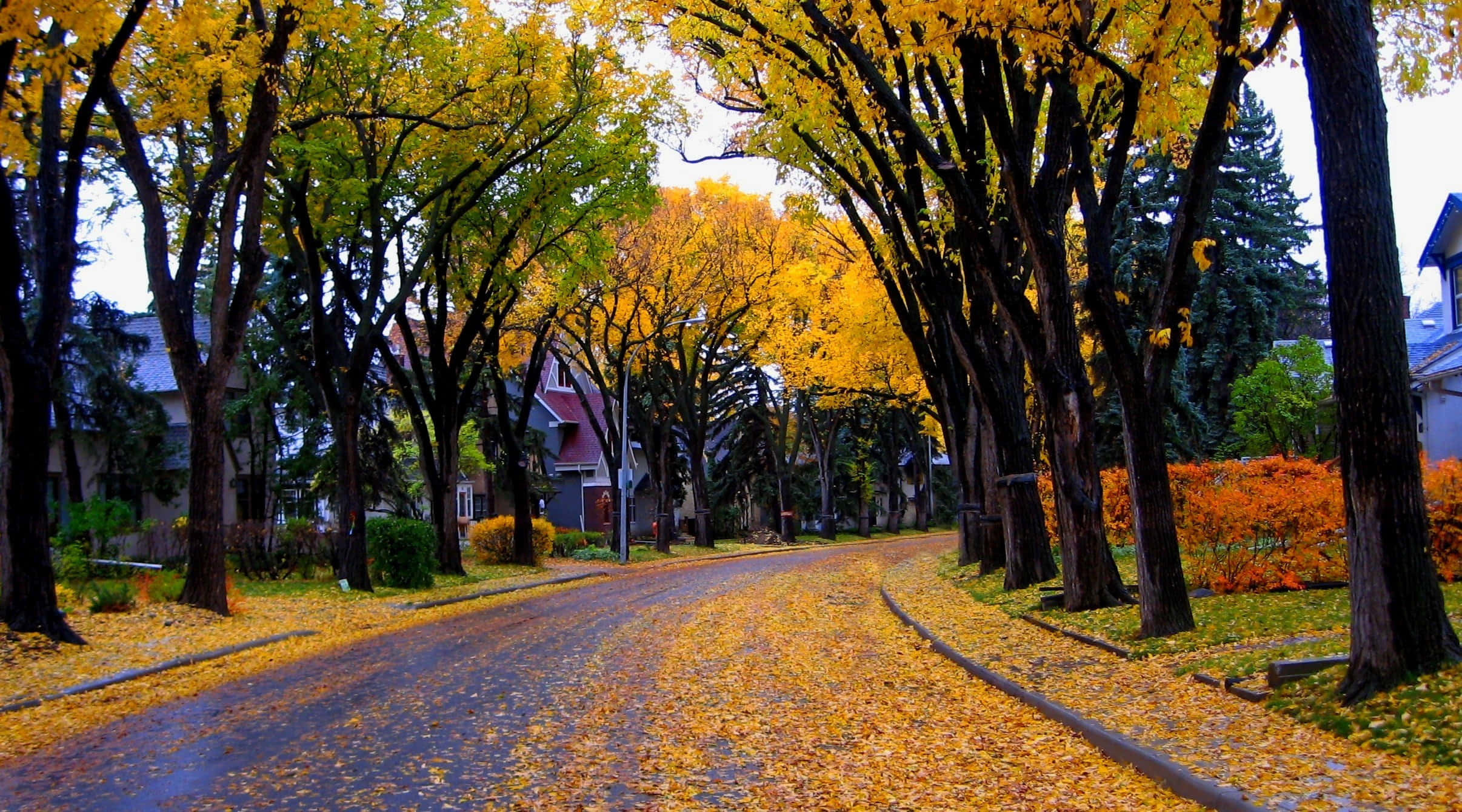 Fall City, winding street, tall trees, Full HD Desktop Wallpaper