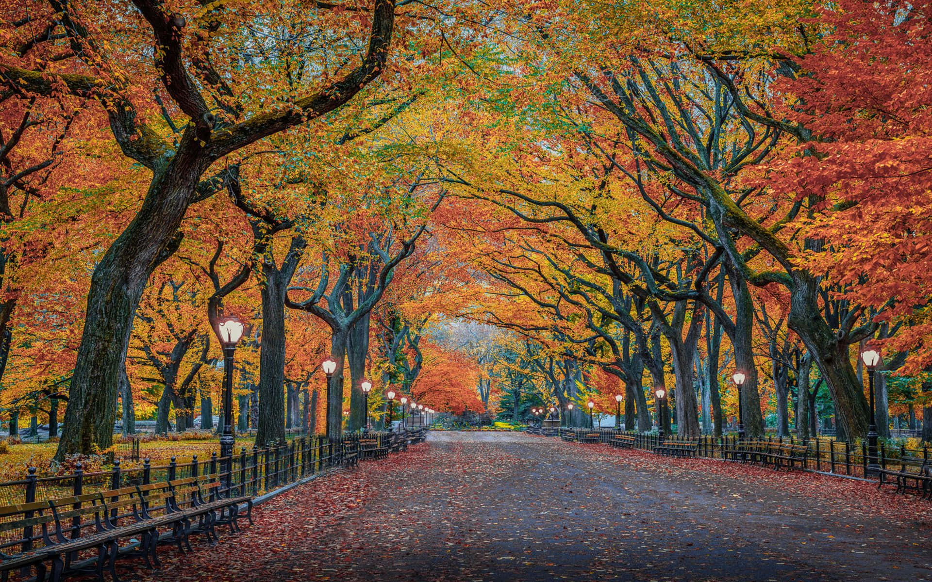 Fall City, autumnal avenue, fiery red maple trees, Full HD Desktop Wallpaper