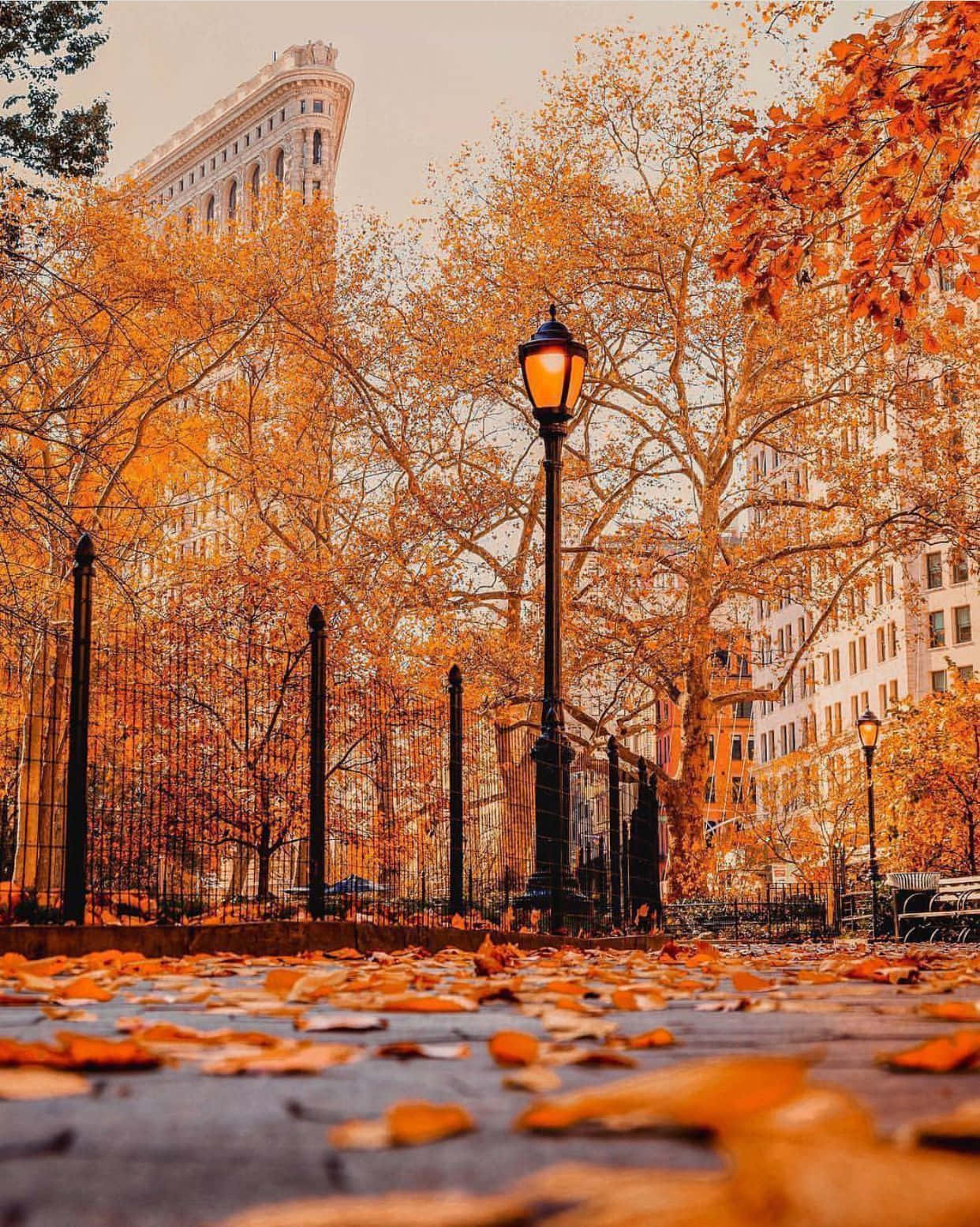 Fall City, autumn park, golden leaves, HD Phone Wallpaper