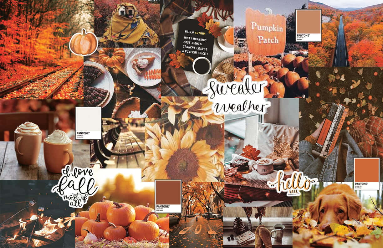 autumn mood board, sarah saunders, pumpkins, SD Desktop Wallpaper