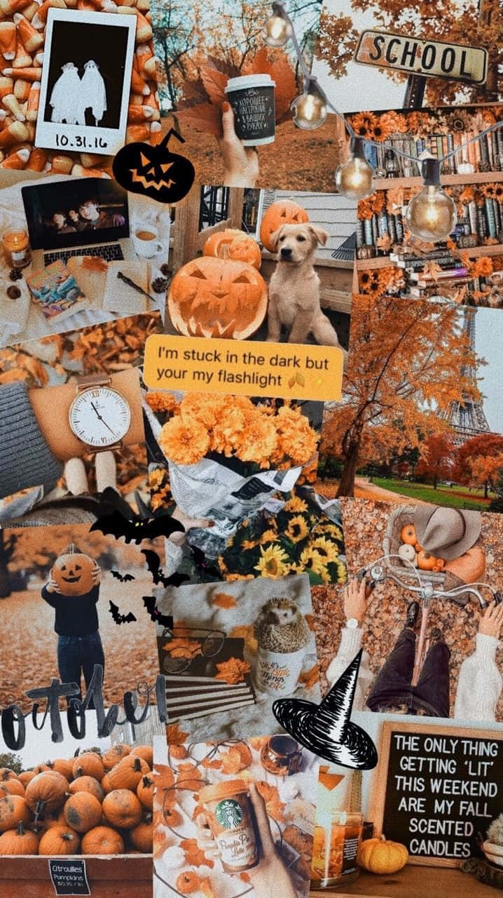 Fall Collage Desktop, pumpkins, bats, HD Phone Wallpaper