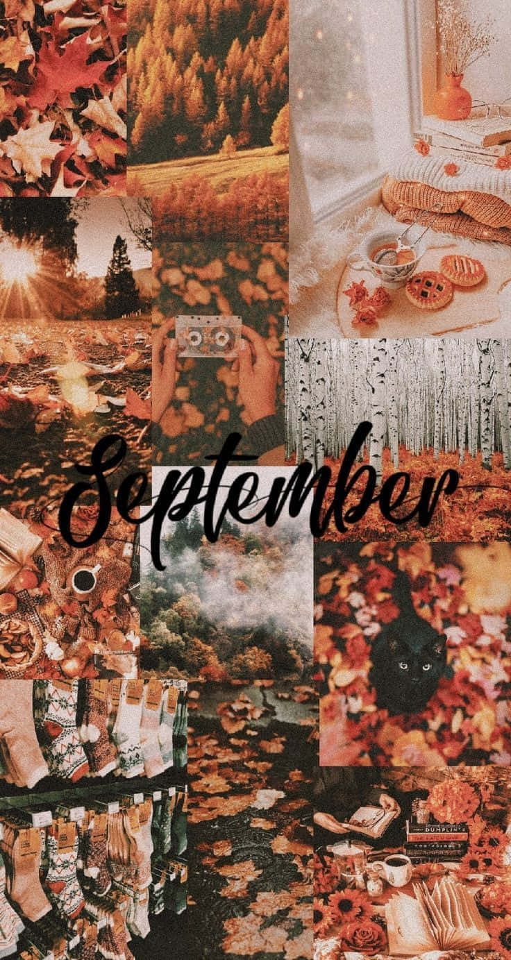 fall collage desktop, autumn, falling leaves, HD Phone Wallpaper