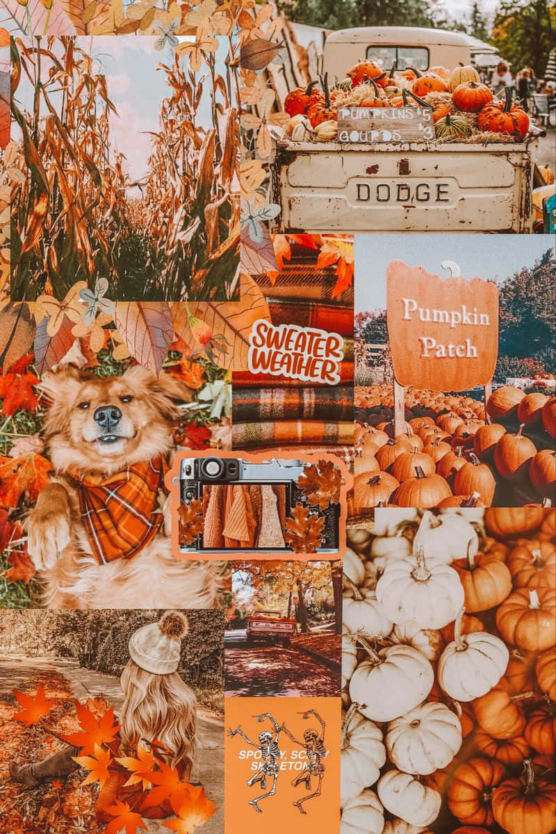 pumpkins, cornfields, dog in a plaid scarf, SD Phone Wallpaper