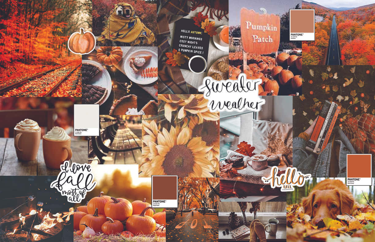 Orange Fall Collage Sweater Weather, pumpkins, cozy sweaters, SD Desktop Wallpaper