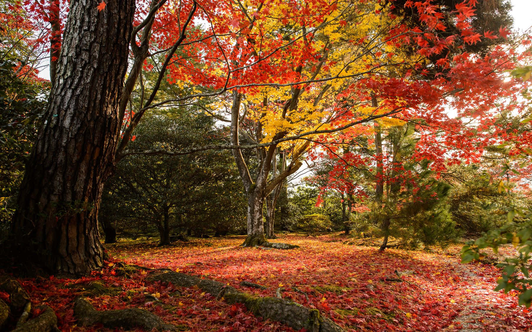 autumn landscape, forest path, vibrant red, HD Desktop Wallpaper
