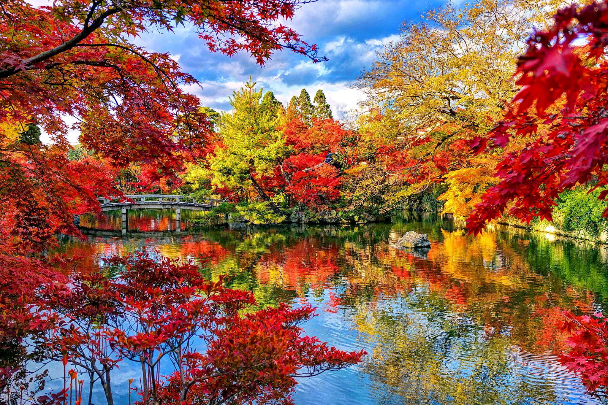 fall colors, fiery reds, yellows, Full HD Desktop Wallpaper
