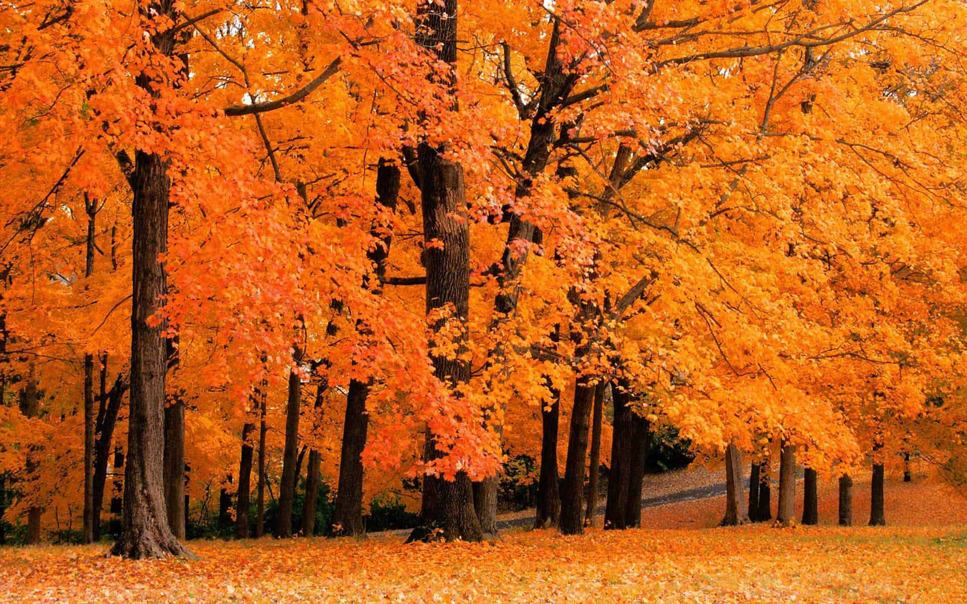 Fall Colors, autumn forest, golden-orange leaves, Full HD Desktop Wallpaper