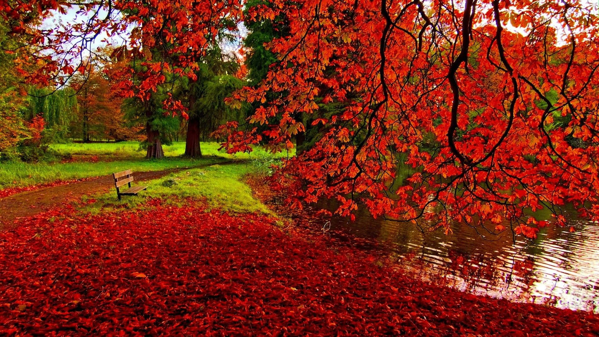 red maple leaves, calm pond, autumn park, Full HD Desktop Wallpaper