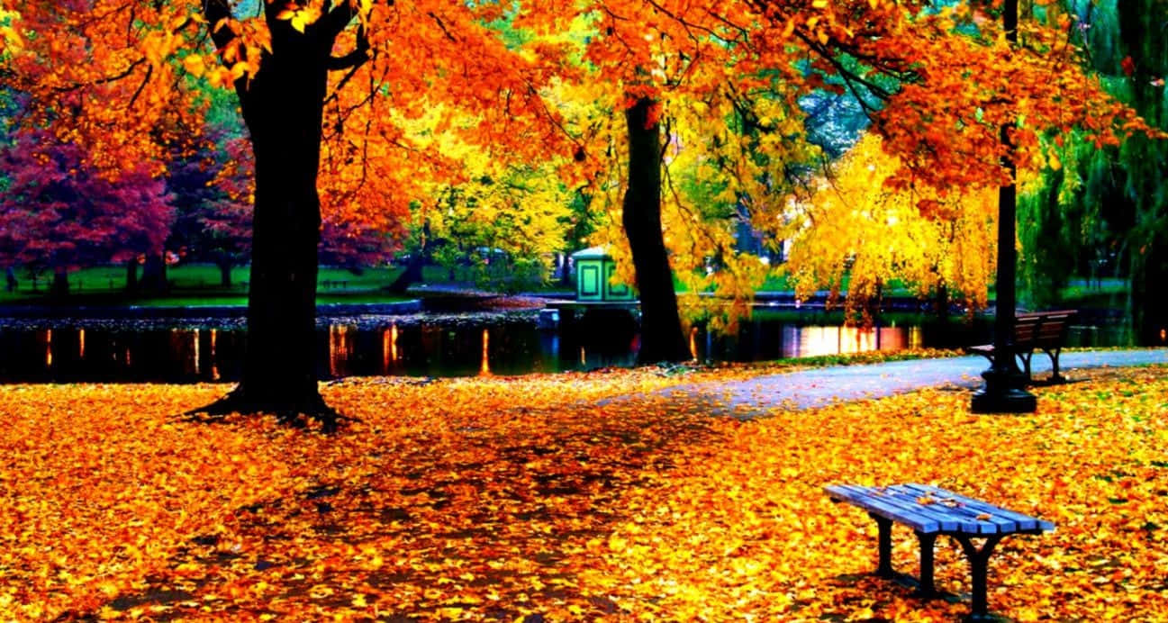 autumn, red leaves, yellow leaves, HD Desktop Wallpaper