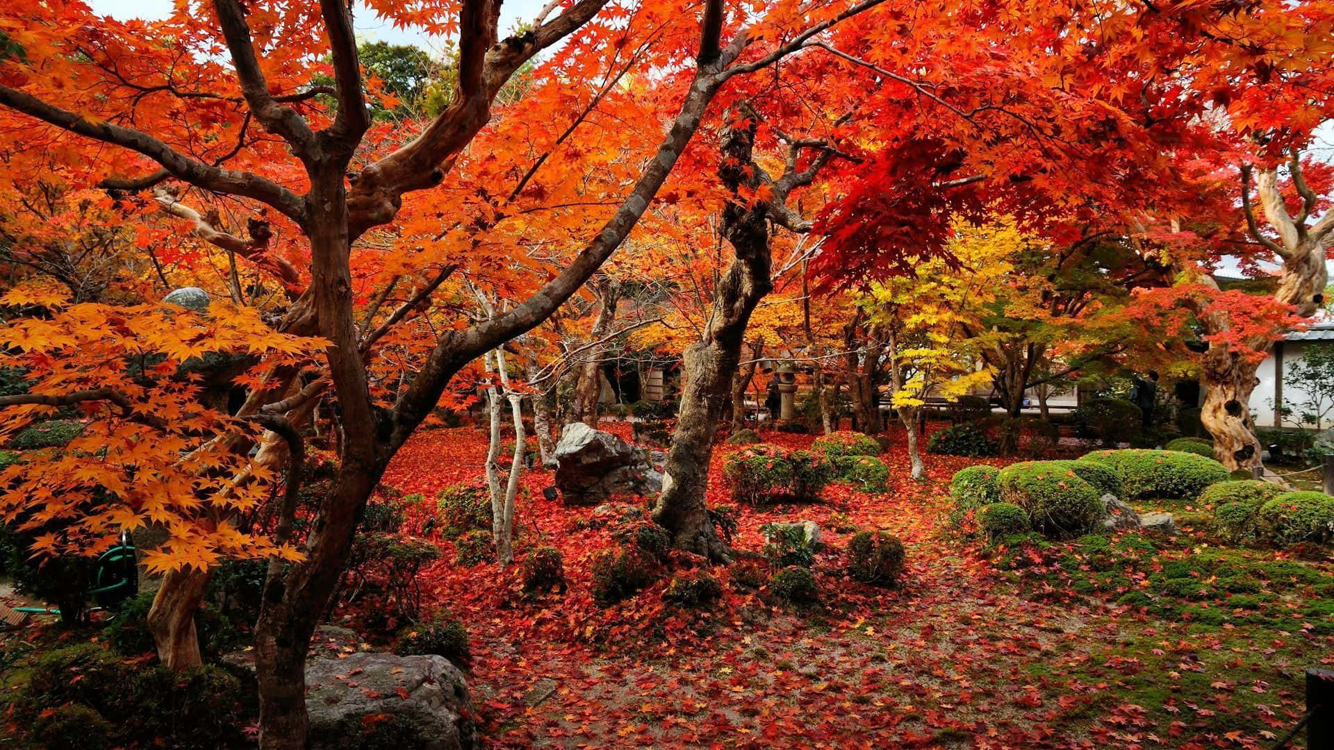autumn maple trees, fiery red, orange leaves, Full HD Desktop Wallpaper