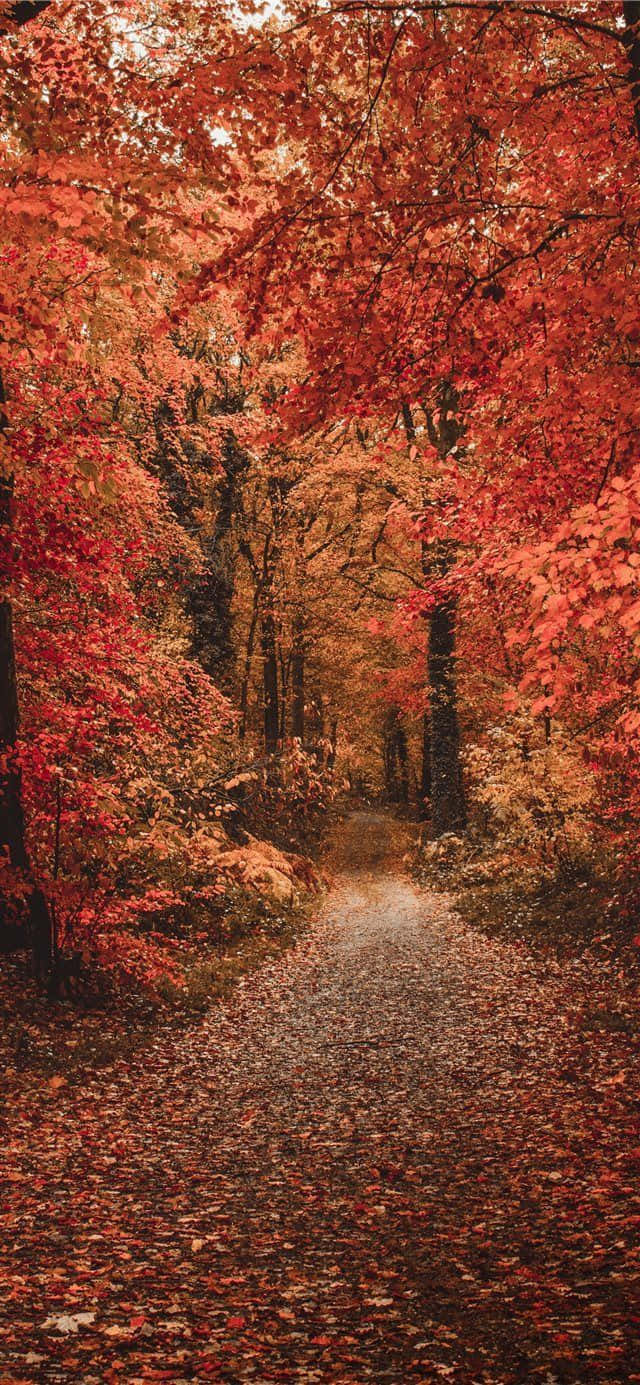 red path, forest, fallen red leaves, HD Phone Wallpaper