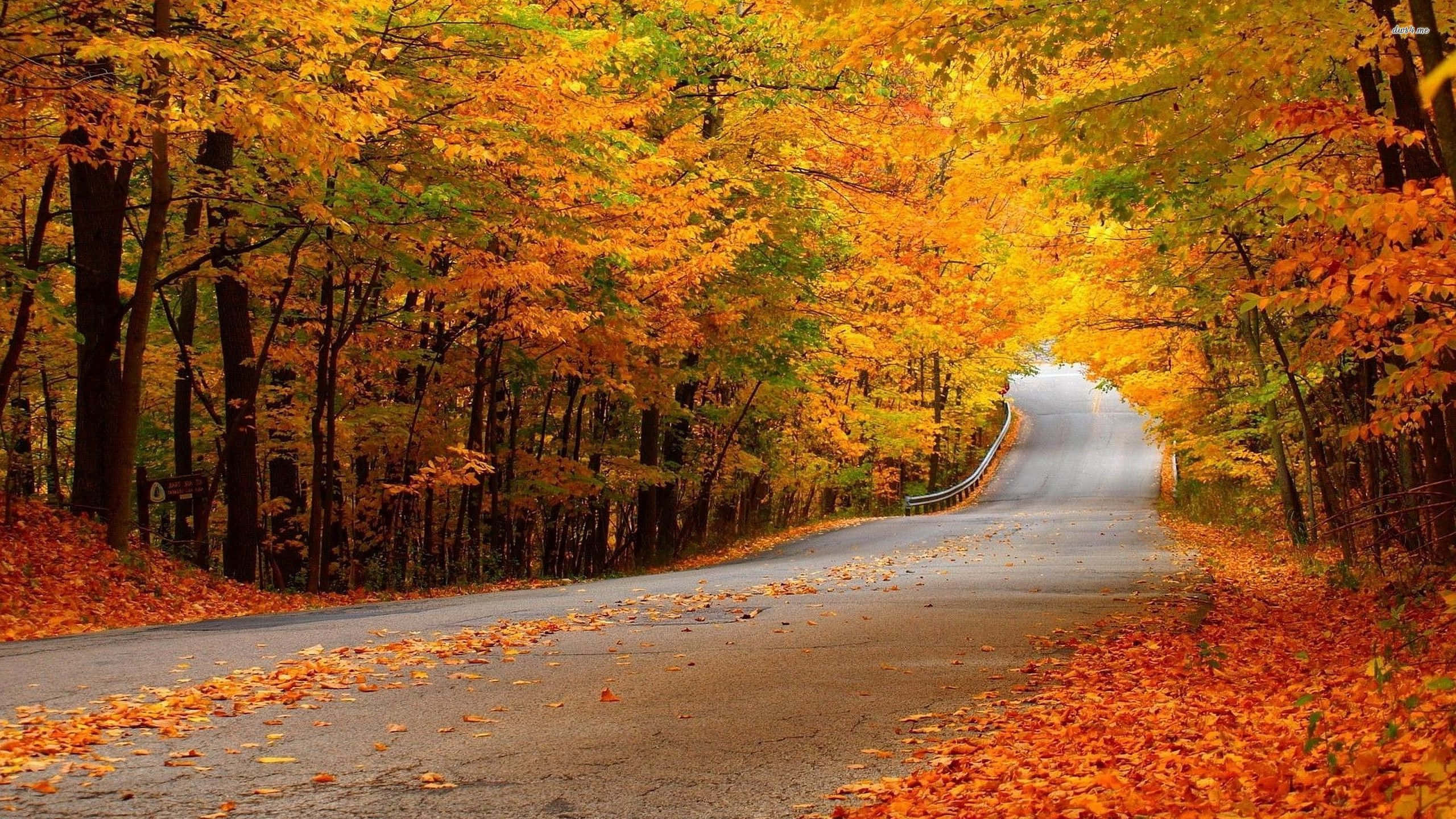 Vibrantly Colored Fall Leaves, Forest Floor, winding road, 2K Desktop Wallpaper