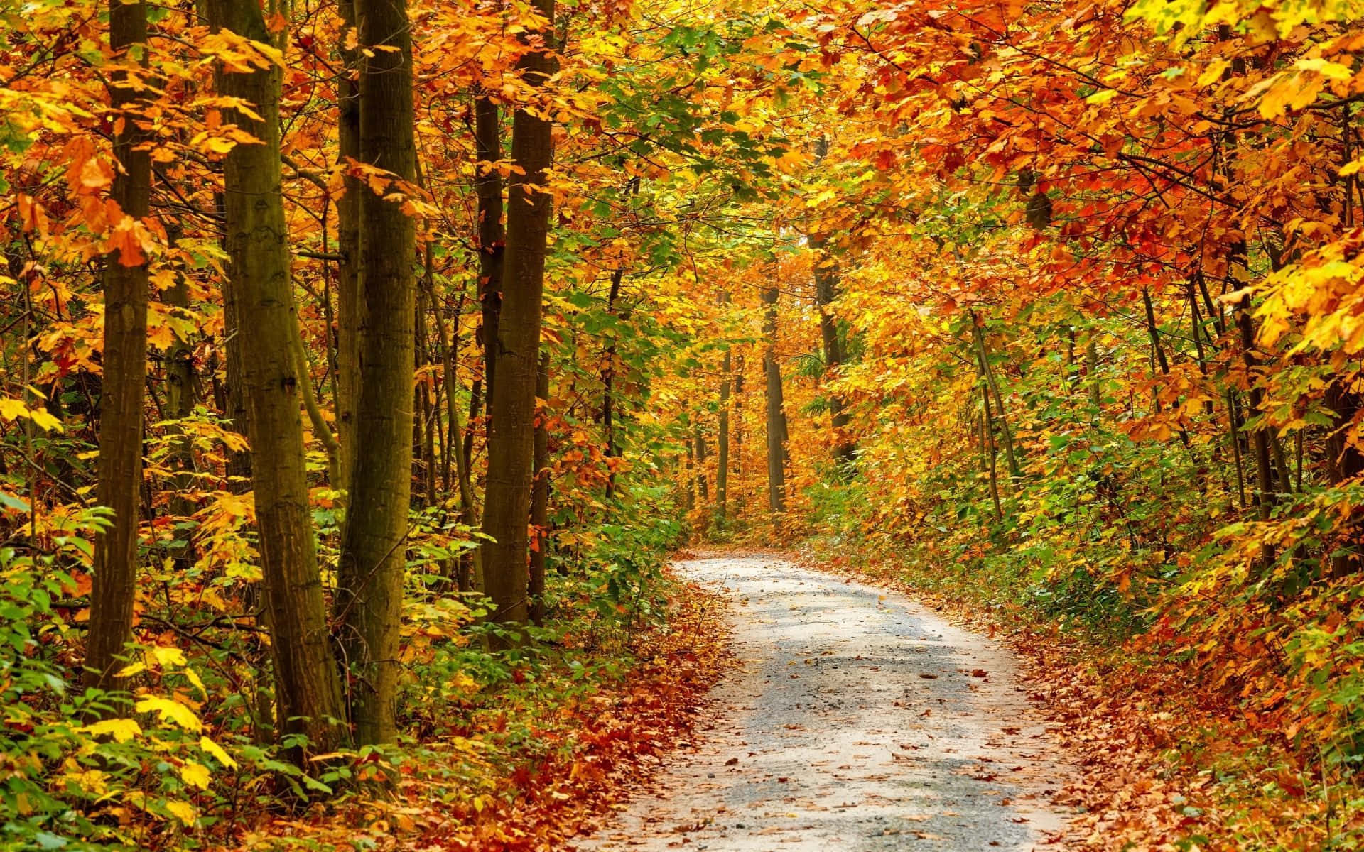 Fall Colors, golden orange autumn leaves, winding gravel path, Full HD Desktop Wallpaper