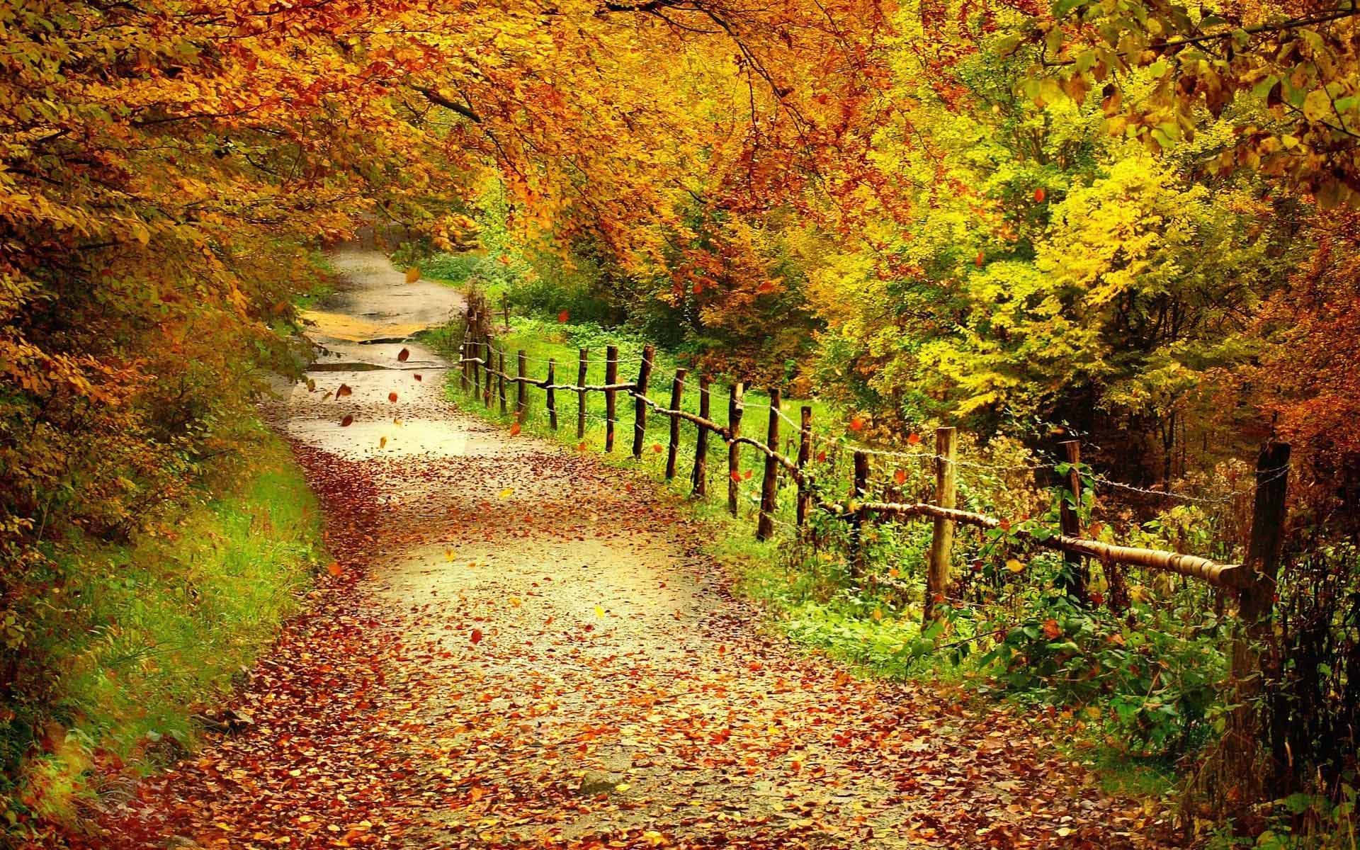 autumn leaves, vibrant orange, yellow, Full HD Desktop Wallpaper