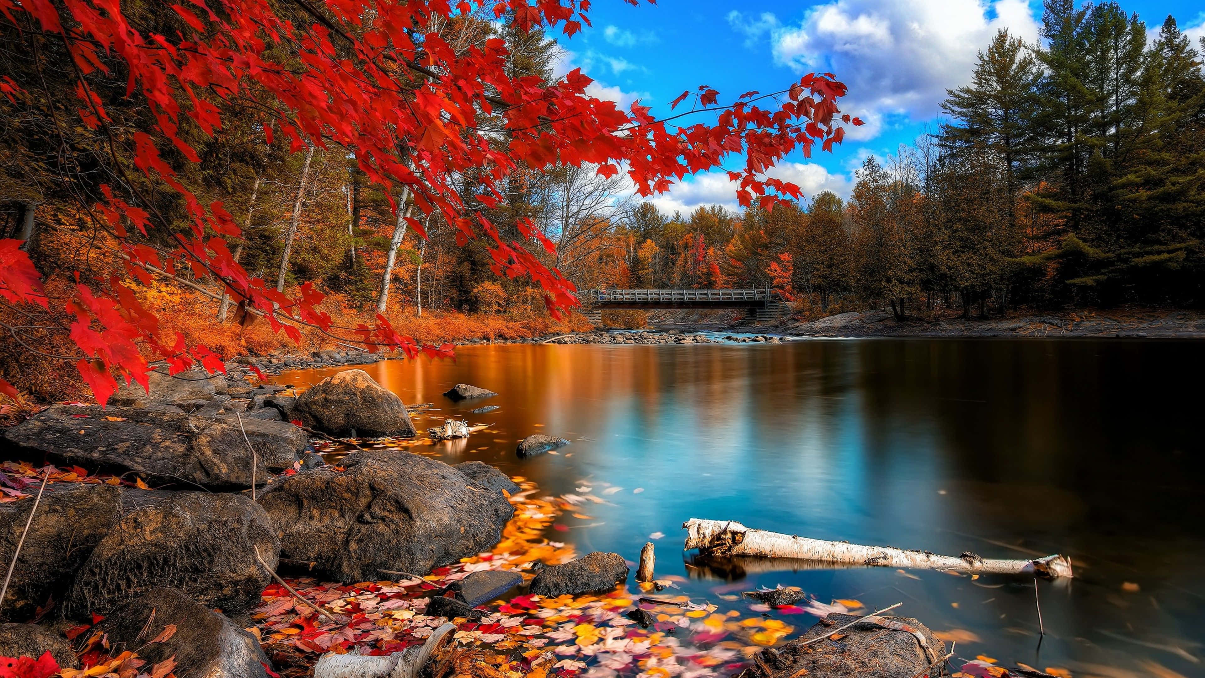 red maple leaves, autumn river, blue sky, 4K Desktop Wallpaper