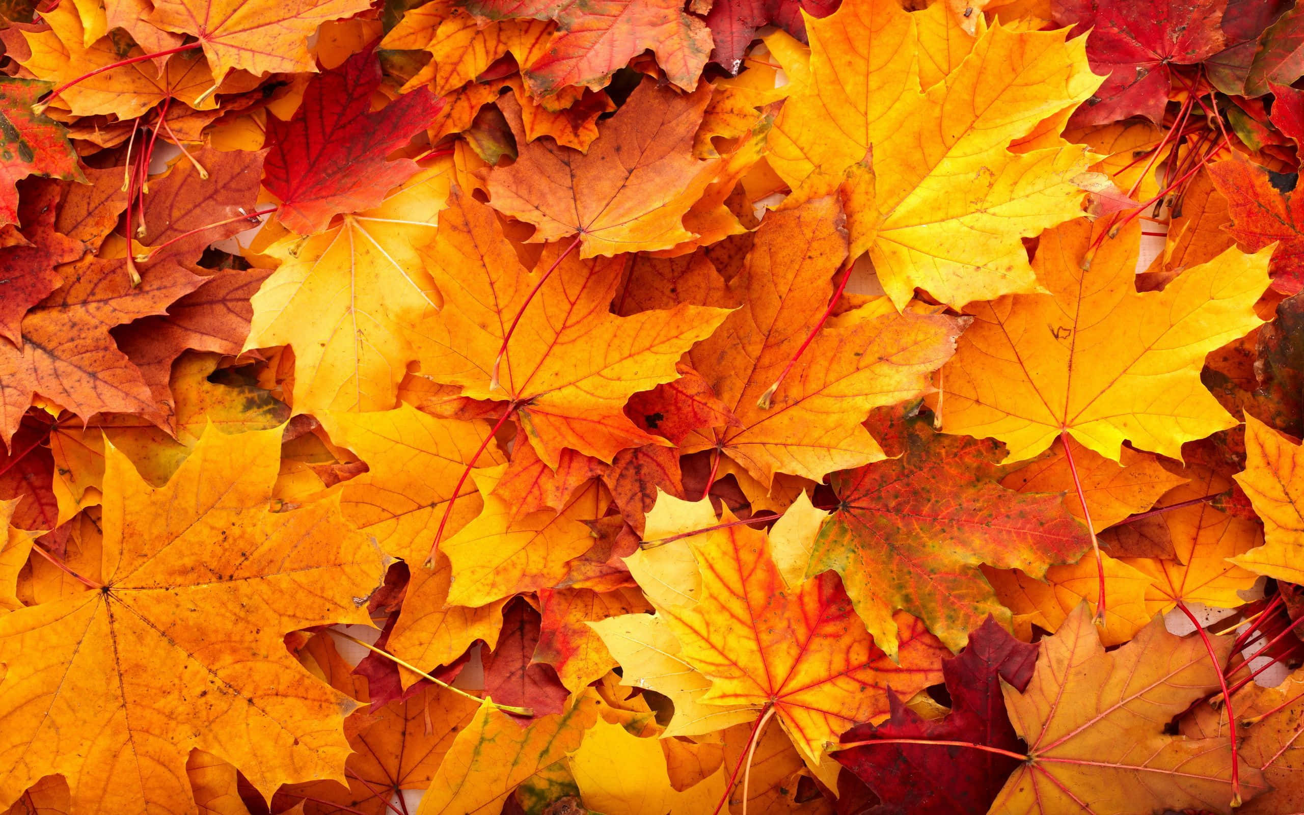 maple leaves, fiery orange red, golden yellow, 2K Desktop Wallpaper
