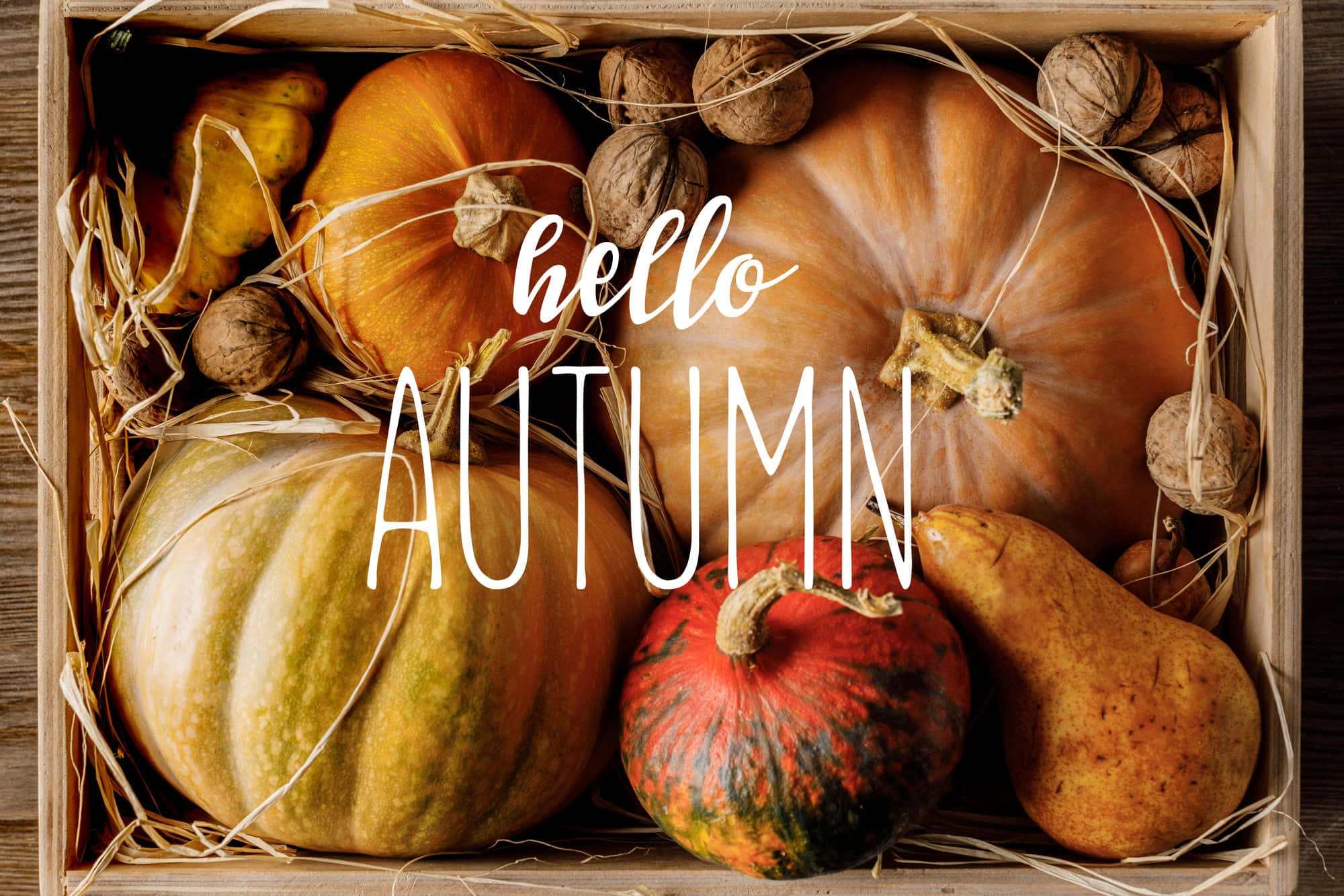 Gorgeous Fall Colors, pumpkins, walnuts, Full HD Desktop Wallpaper