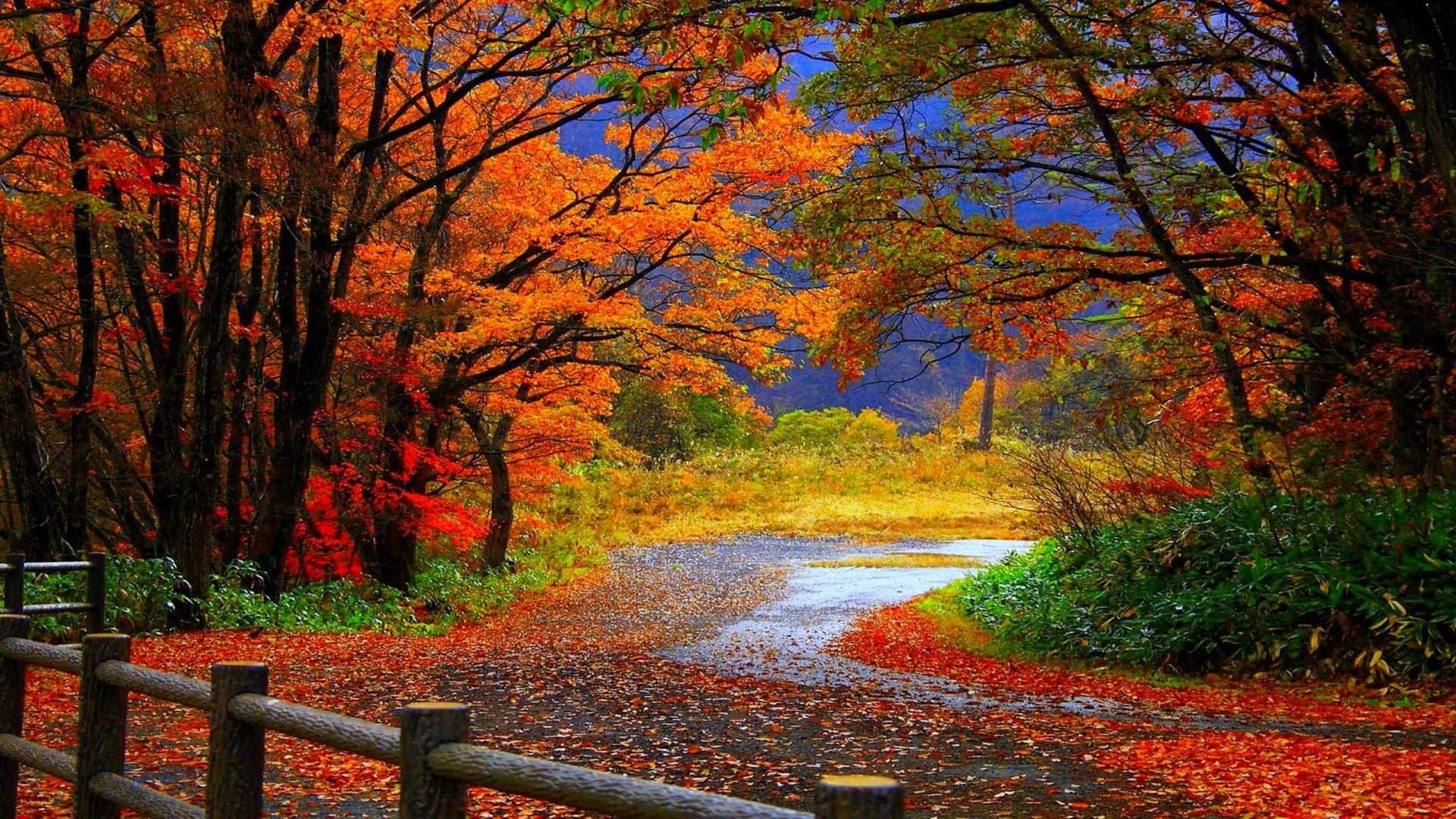 Fall Colors, red and orange leaves, vibrant autumn forest, Full HD Desktop Wallpaper