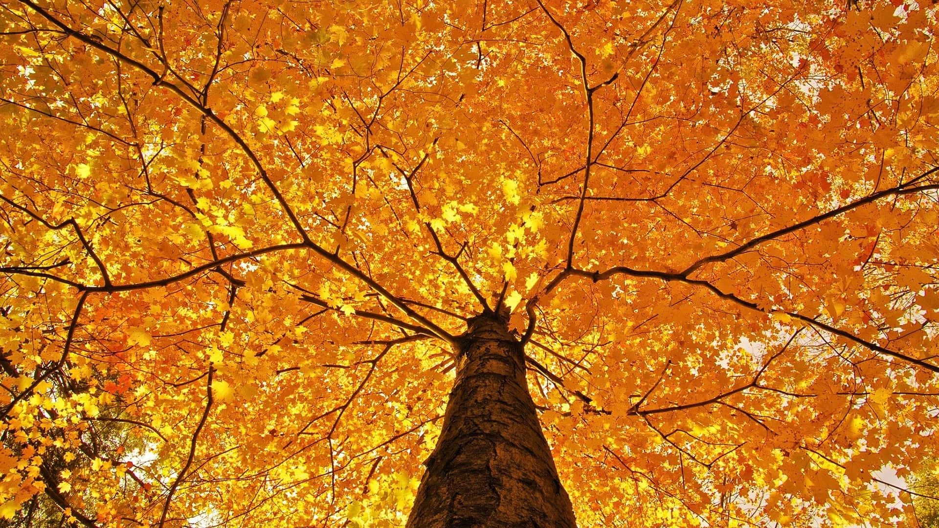 Fall Colors, golden leaves, towering tree, Full HD Desktop Wallpaper