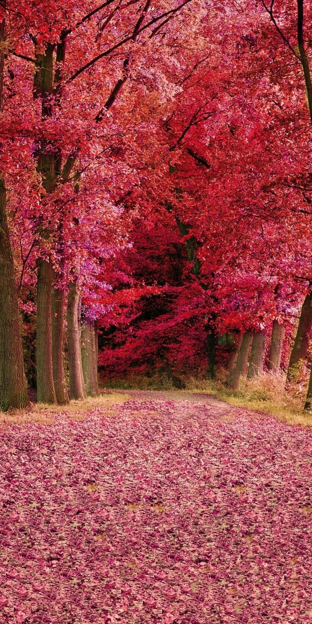 pink fall, vibrant pink leaves, forest, Full HD Phone Wallpaper