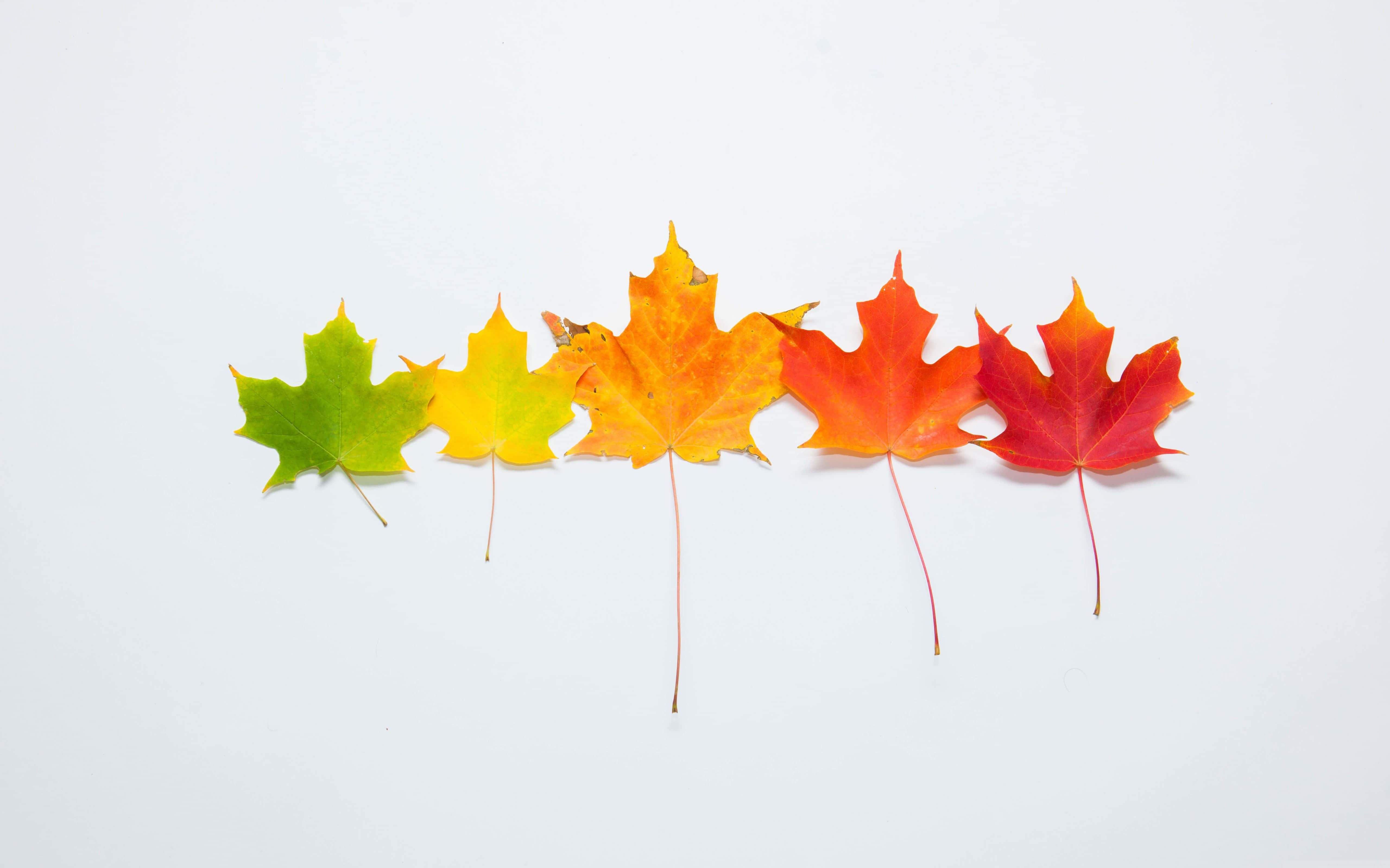 maple leaves, gradient autumn hues, green to red, 5K Desktop Wallpaper