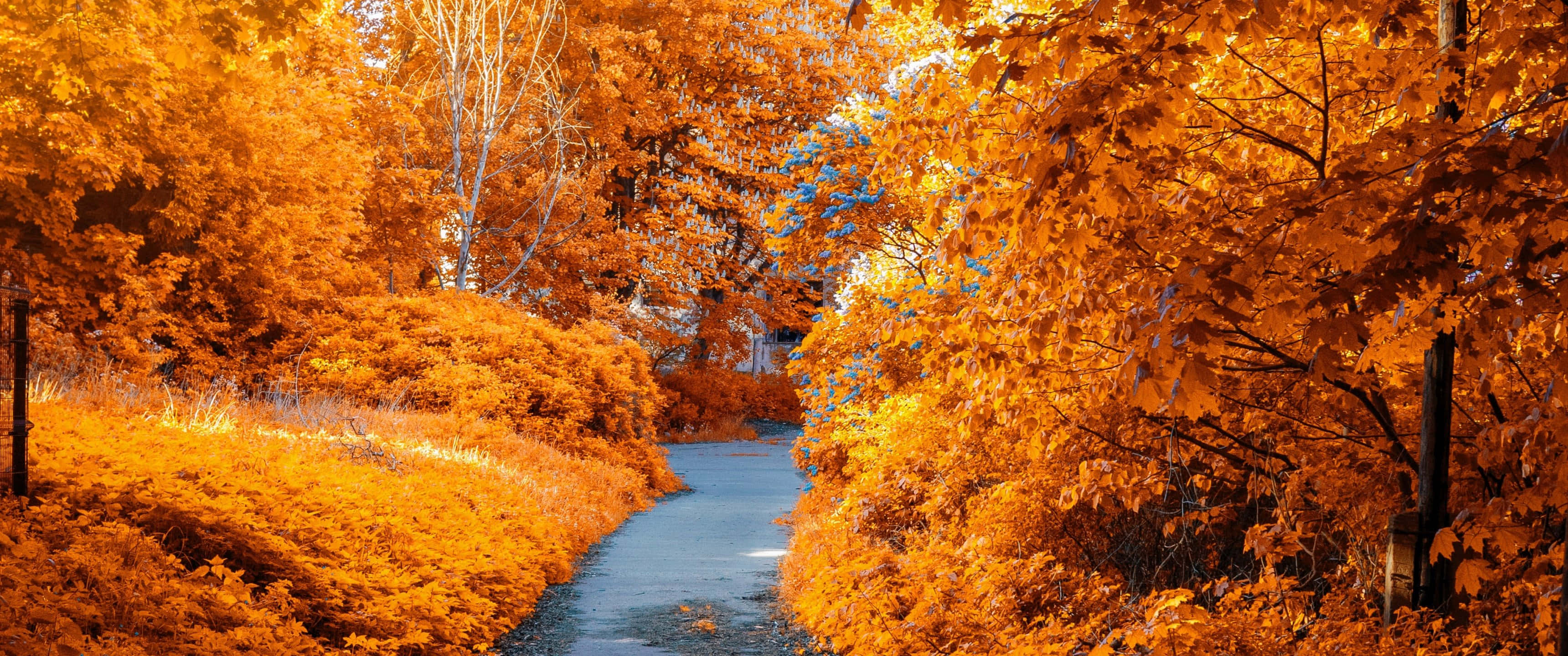 3440x1440, fall, fiery orange autumn trees, 2K Desktop Wallpaper