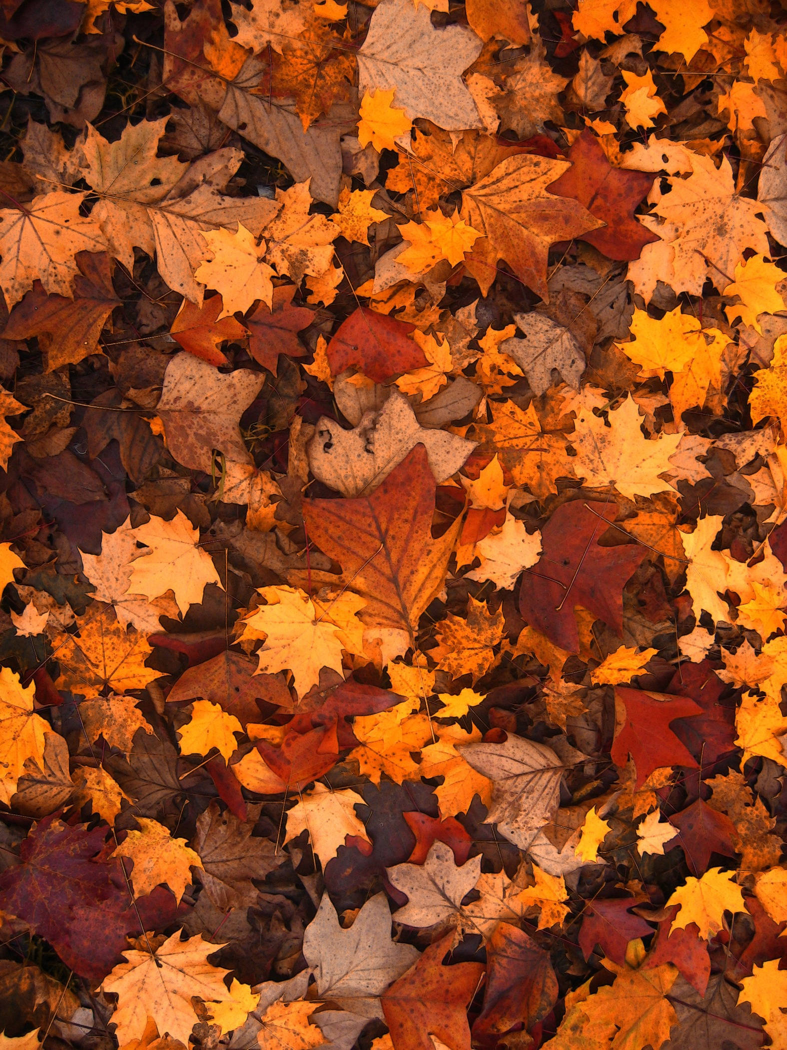maple leaves, fiery orange red, golden hues, Full HD Phone Wallpaper