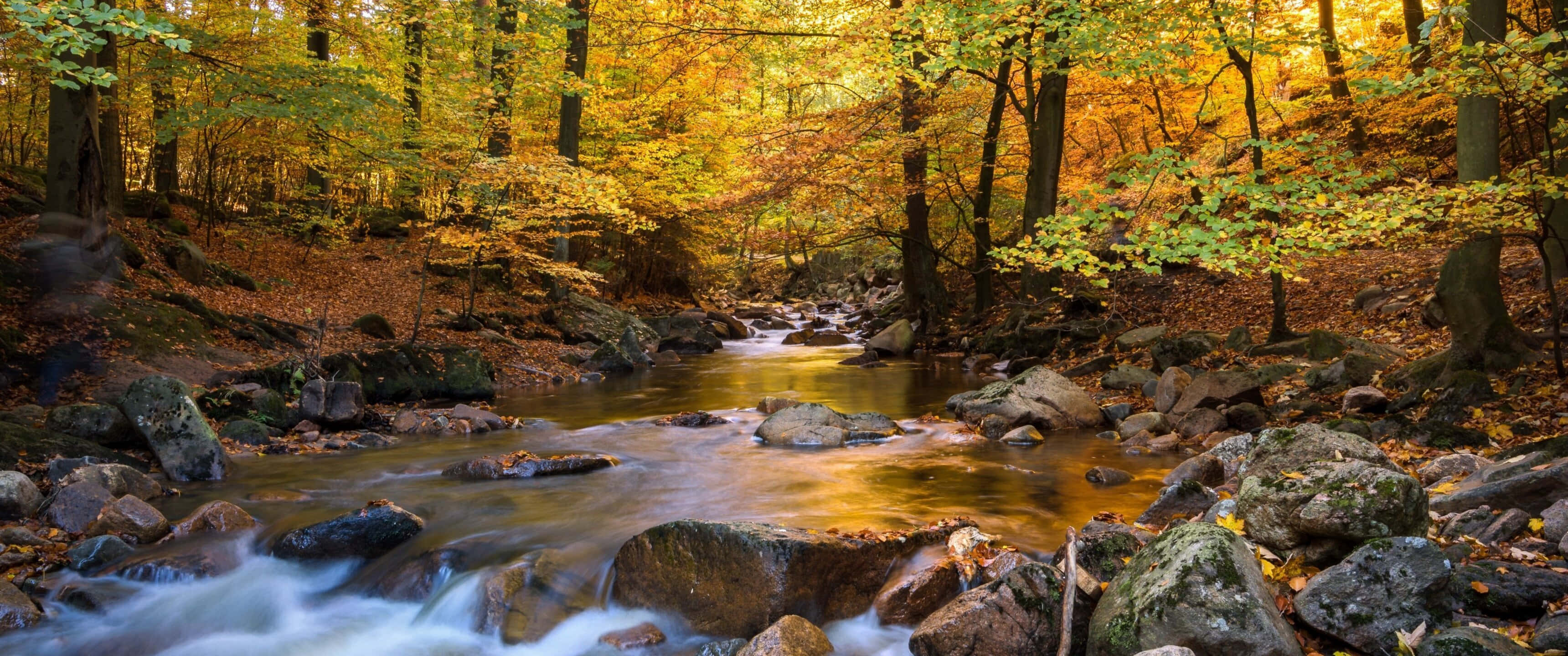 3440x1440, Fall, autumn forest, 2K Desktop Wallpaper