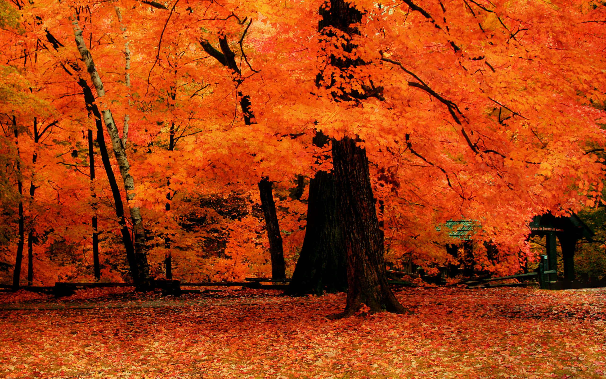 Fall Trees, fiery orange leaves, forest, Full HD Desktop Wallpaper
