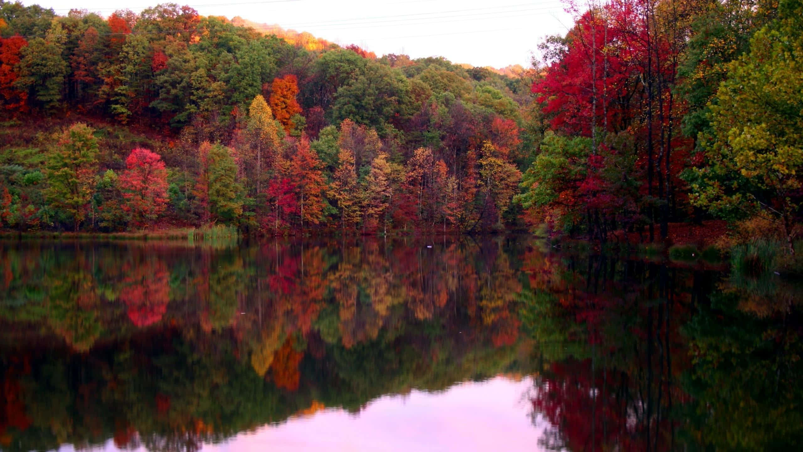 Fall Trees, golden hour, autumn lake, 2K Desktop Wallpaper