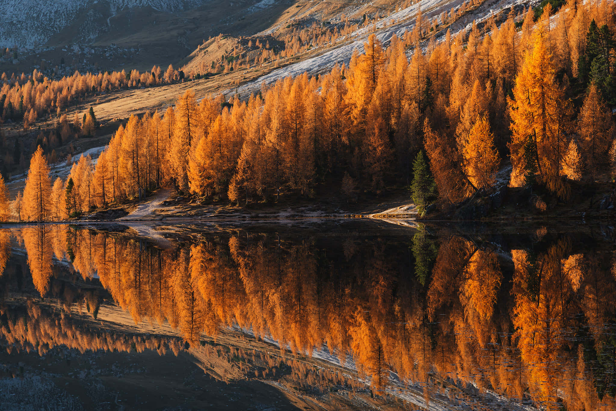 Fall Colors, golden larch trees, calm waters, Full HD Desktop Wallpaper
