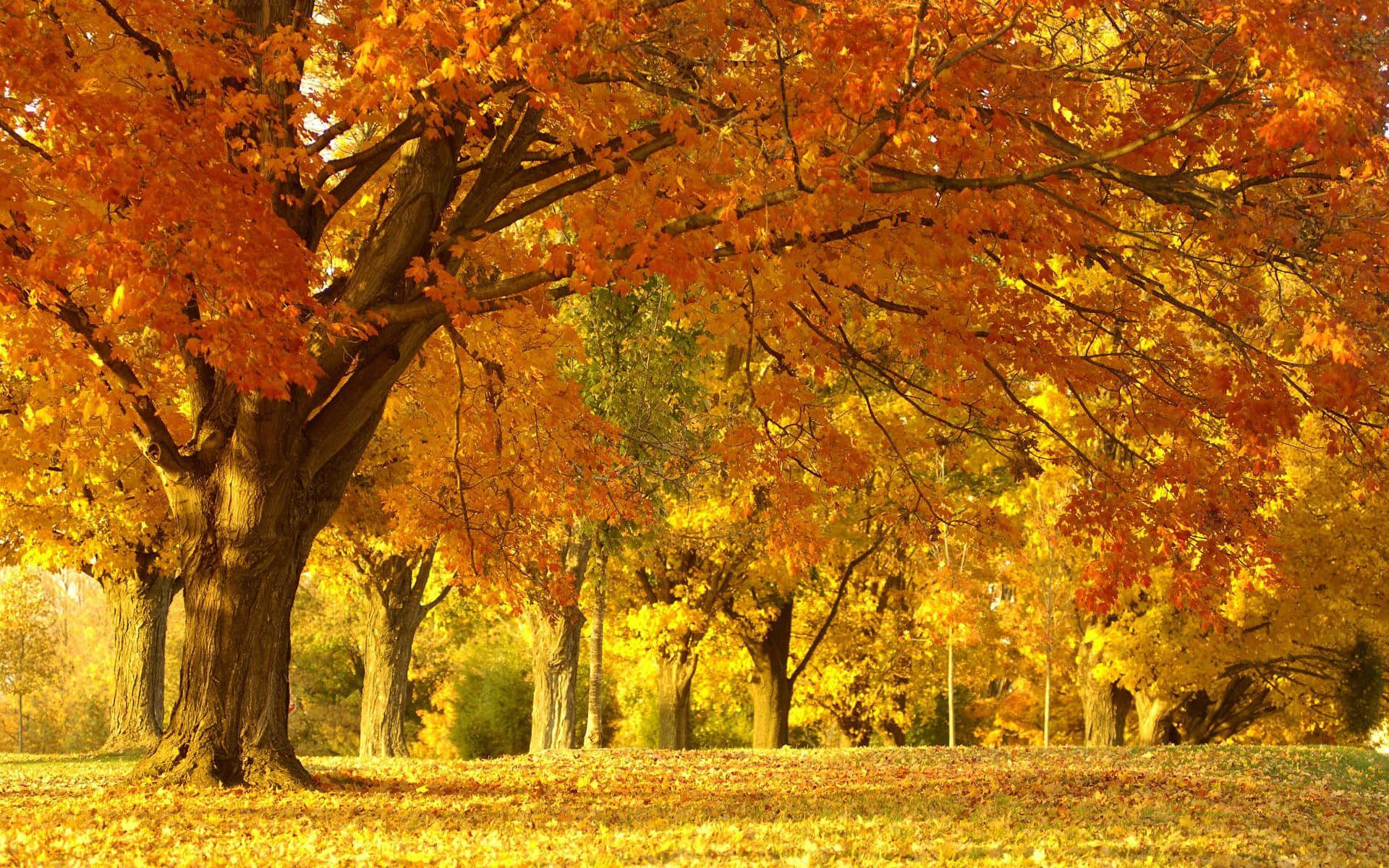 Fall Trees, fiery orange leaves, sunlit park, Full HD Desktop Wallpaper