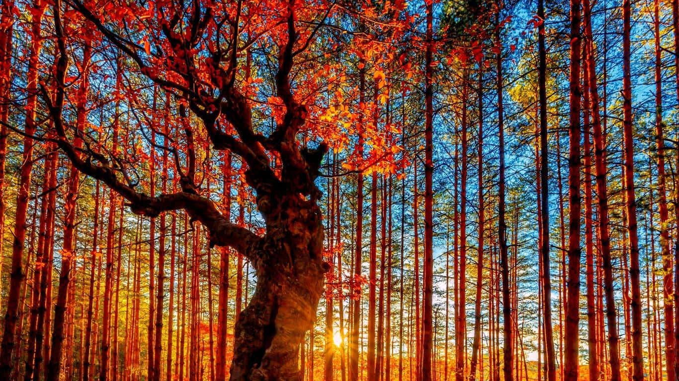 fall trees, fiery red leaves, sunset, HD Desktop Wallpaper