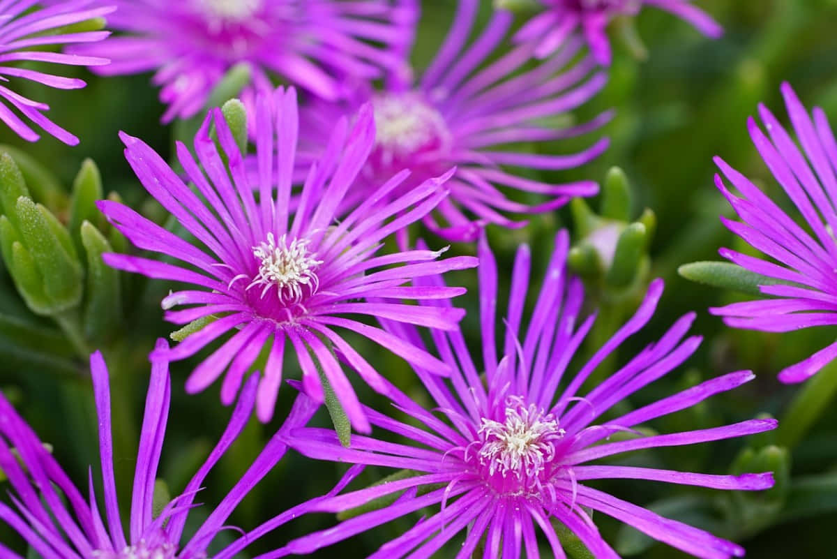 Fall Flowers, vibrant purple flowers, slender petals, SD Desktop Wallpaper