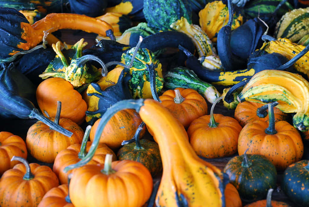 Fall Cornucopia, pumpkins, gourds, SD Desktop Wallpaper