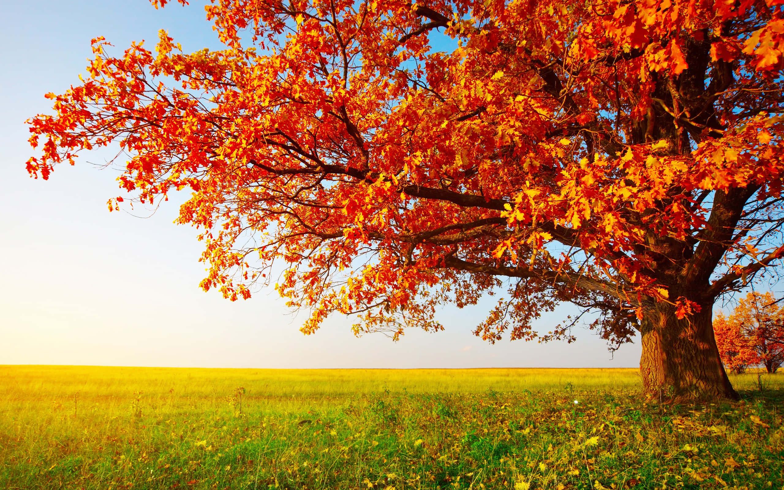 Fall Country, oak tree, fiery orange leaves, 2K Desktop Wallpaper