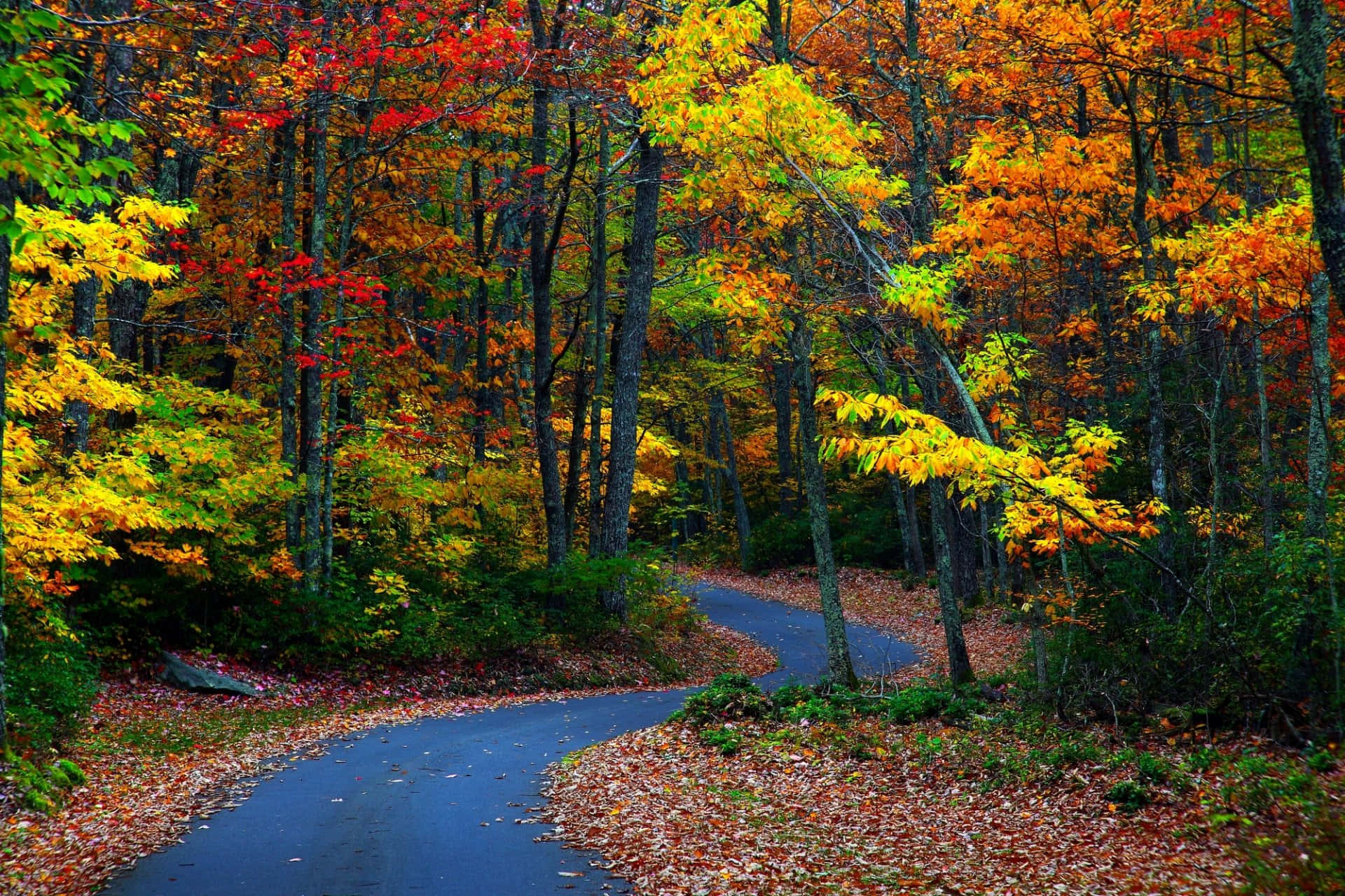 Fall Country, asphalt road, dense forest, Full HD Desktop Wallpaper