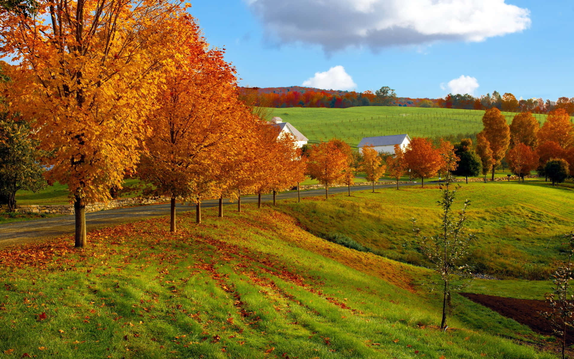 Fall Country, autumn trees, golden leaves, Full HD Desktop Wallpaper