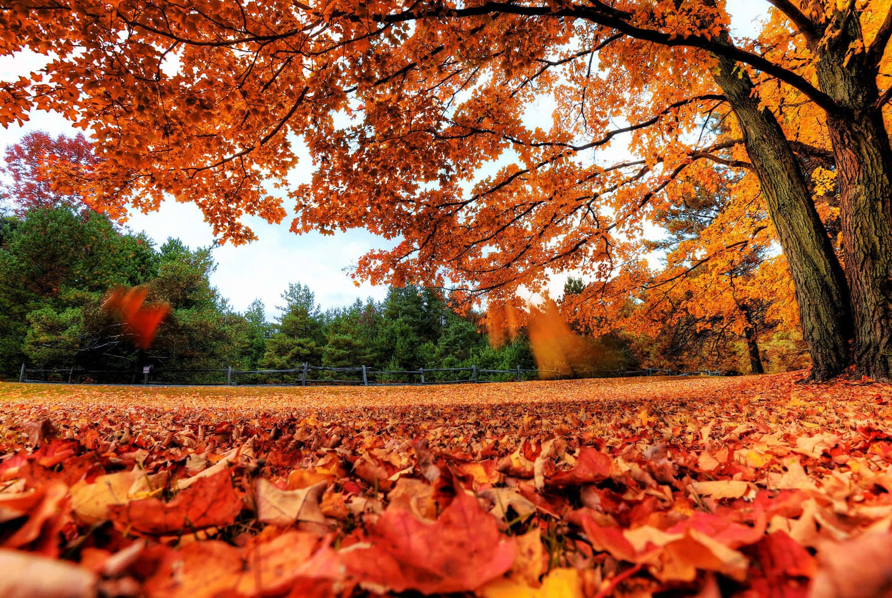 Fall Country, autumn leaves, fiery foliage, HD Desktop Wallpaper