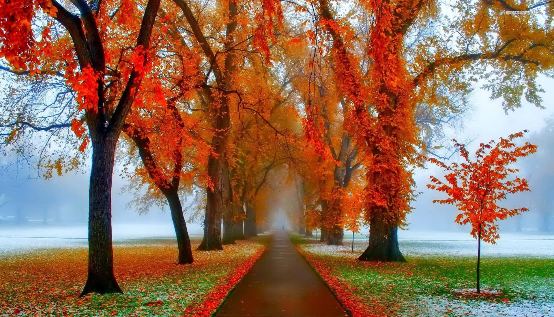 Fall Country, autumn path, fiery orange trees, Full HD Desktop Wallpaper