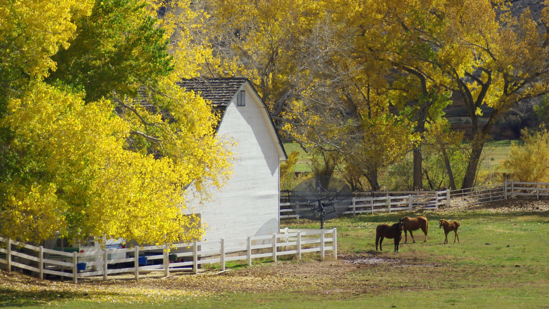 Fall Country, white barn, vibrant yellow autumn trees, Full HD Desktop Wallpaper